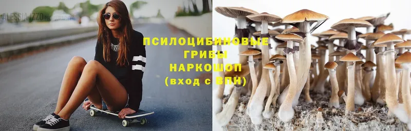 Псилоцибиновые грибы Cubensis  цена   Заволжье 